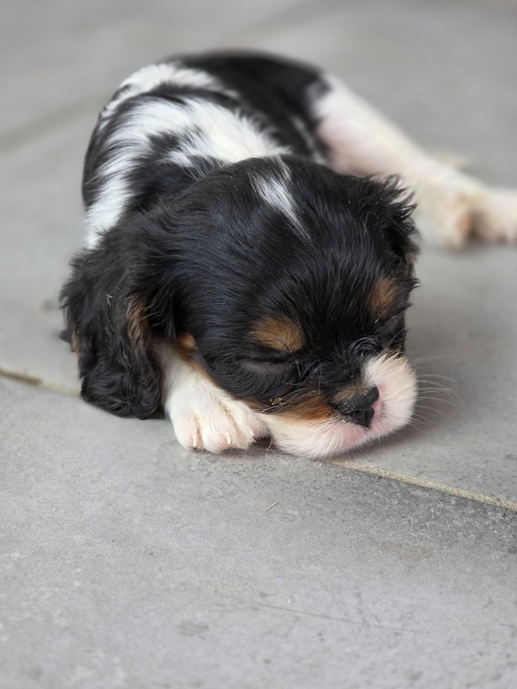 Chiot N°3