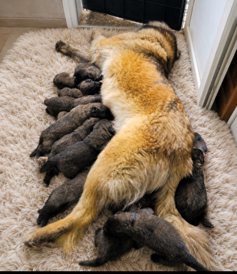 Leonberger