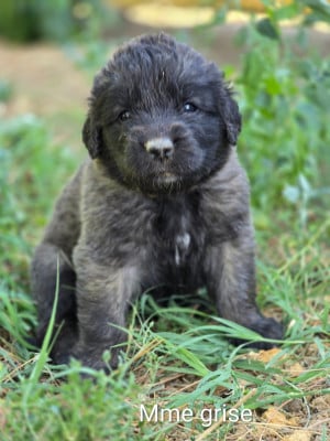 Chiot N°2 - Mme Grise - Leonberger