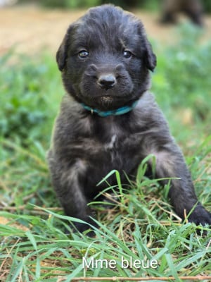 Chiot N°6 - Mme turquoise - Leonberger