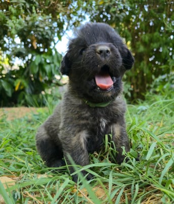 Chiot N°7 - Mme Verte - Leonberger