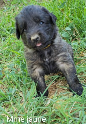 Chiot N°8 - Mme Jaune - Leonberger