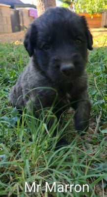 Chiot N°13 - Mr Marron - Leonberger