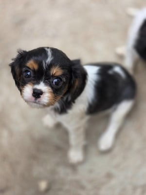 Les chiots de Cavalier King Charles Spaniel