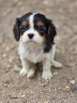 Les chiots de Cavalier King Charles Spaniel