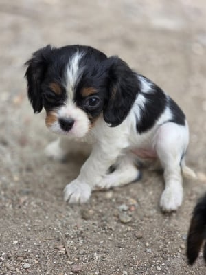 Les chiots de Cavalier King Charles Spaniel