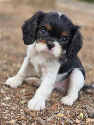 Les chiots de Cavalier King Charles Spaniel