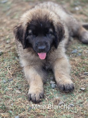 Les chiots de Leonberger