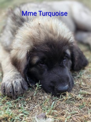 Les chiots de Leonberger