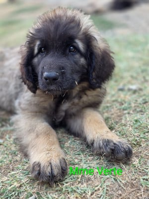 Les chiots de Leonberger
