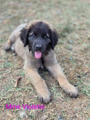 Les chiots de Leonberger
