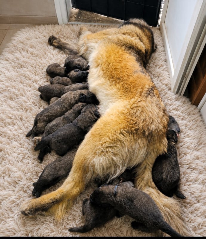 Leonberger - des deux chenes rouges