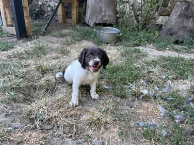 Les chiots de Petit Epagneul de Münster