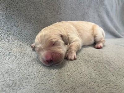 Les chiots de Golden Retriever