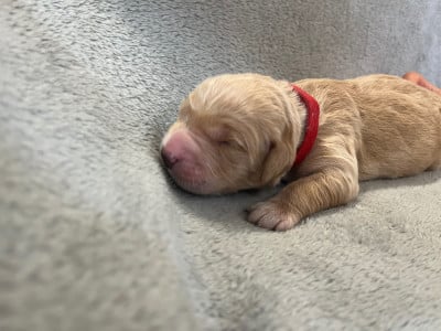 Les chiots de Golden Retriever