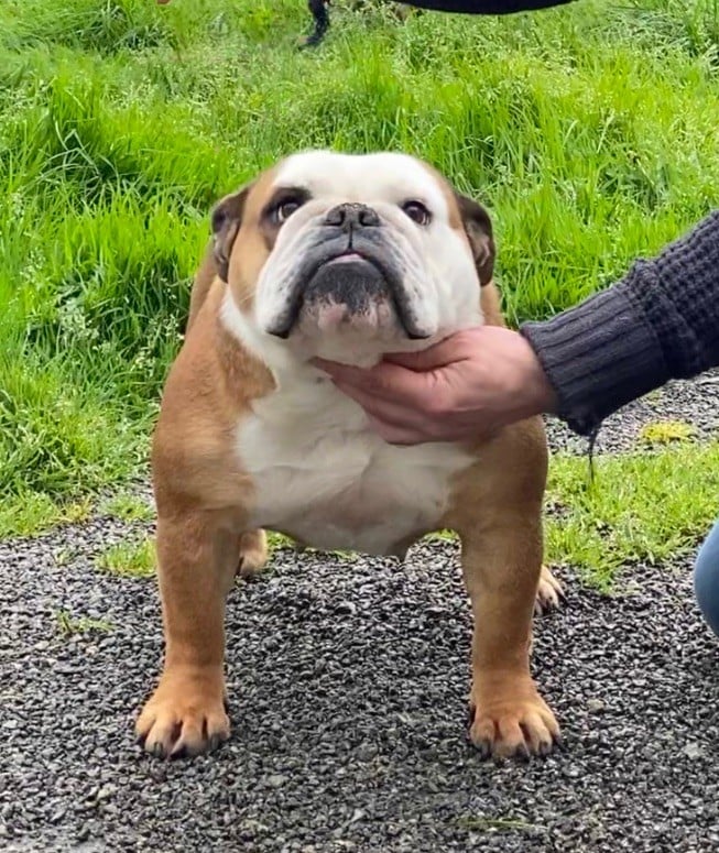 Publication : Goldson Bulldog