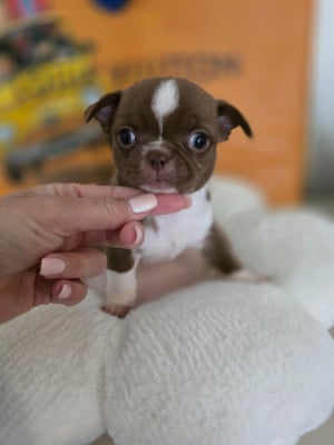 Les chiots de Chihuahua