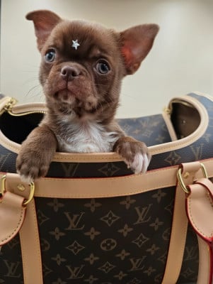Les chiots de Chihuahua