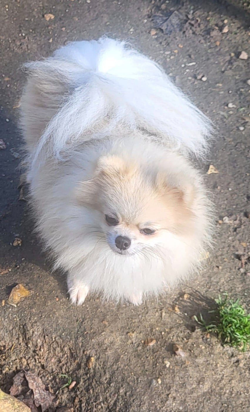 veles starlight Shic of life