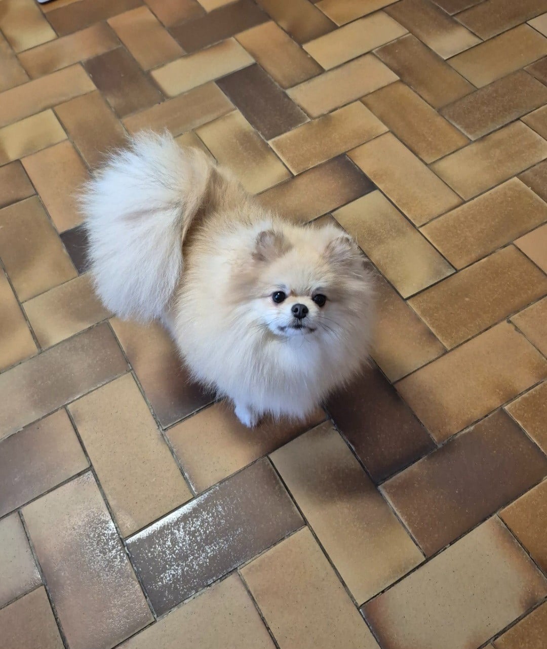 veles starlight Shic of life