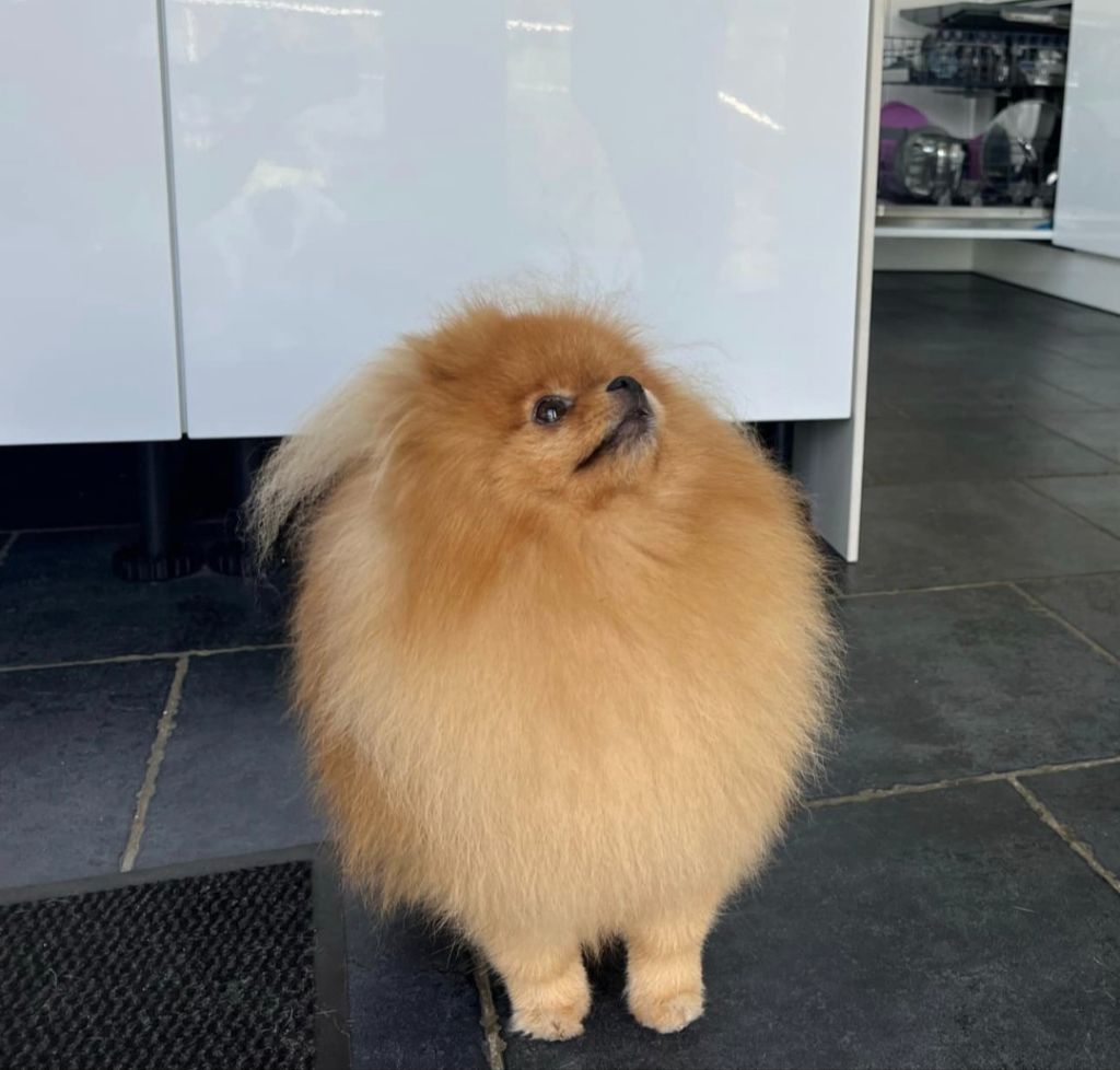 Pom Of The Gang Fatale