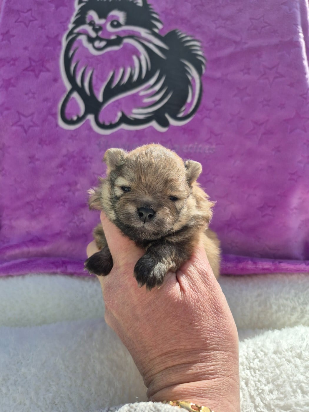 Spitz allemand - (Sans Affixe)