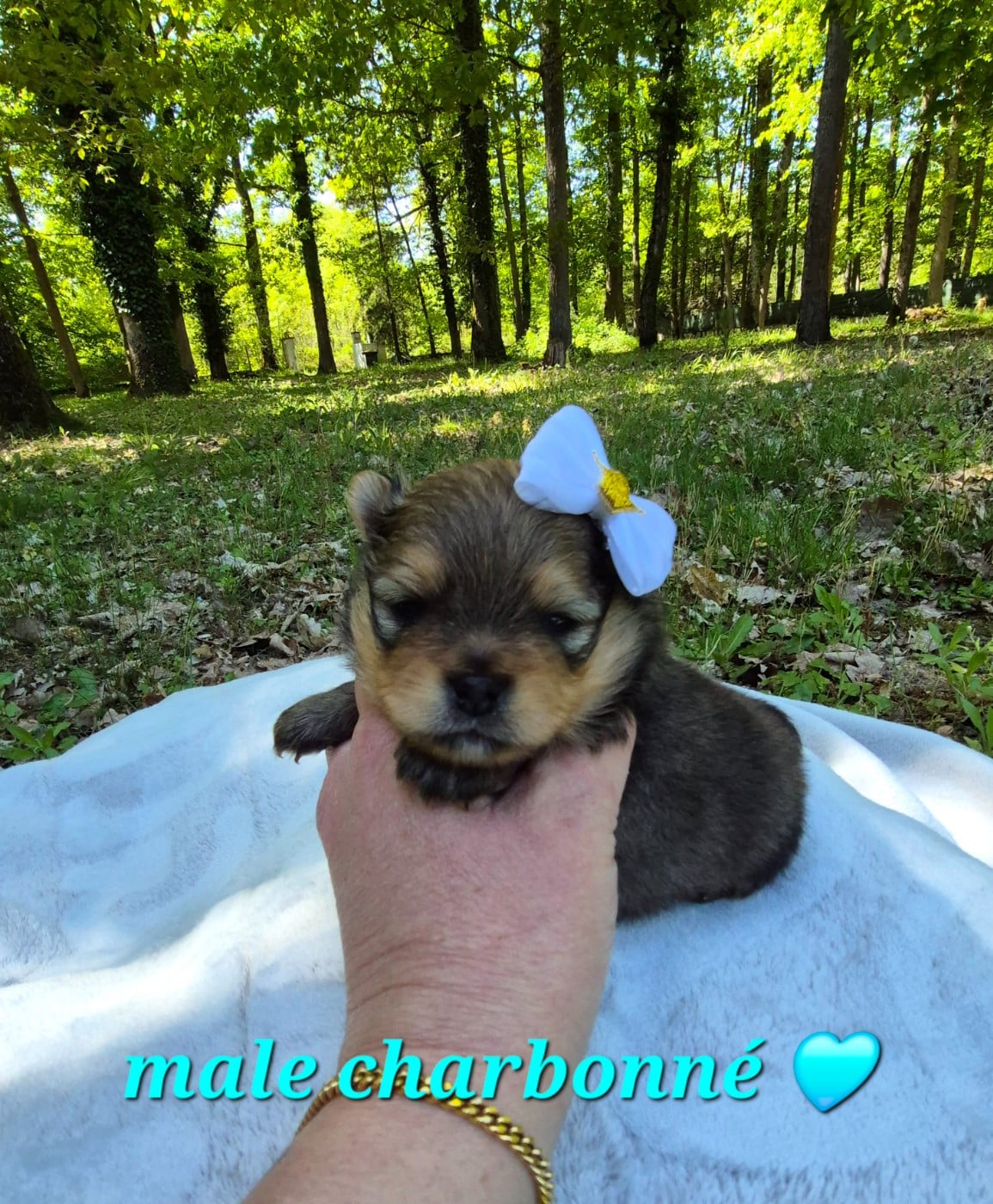 Spitz allemand - (Sans Affixe)