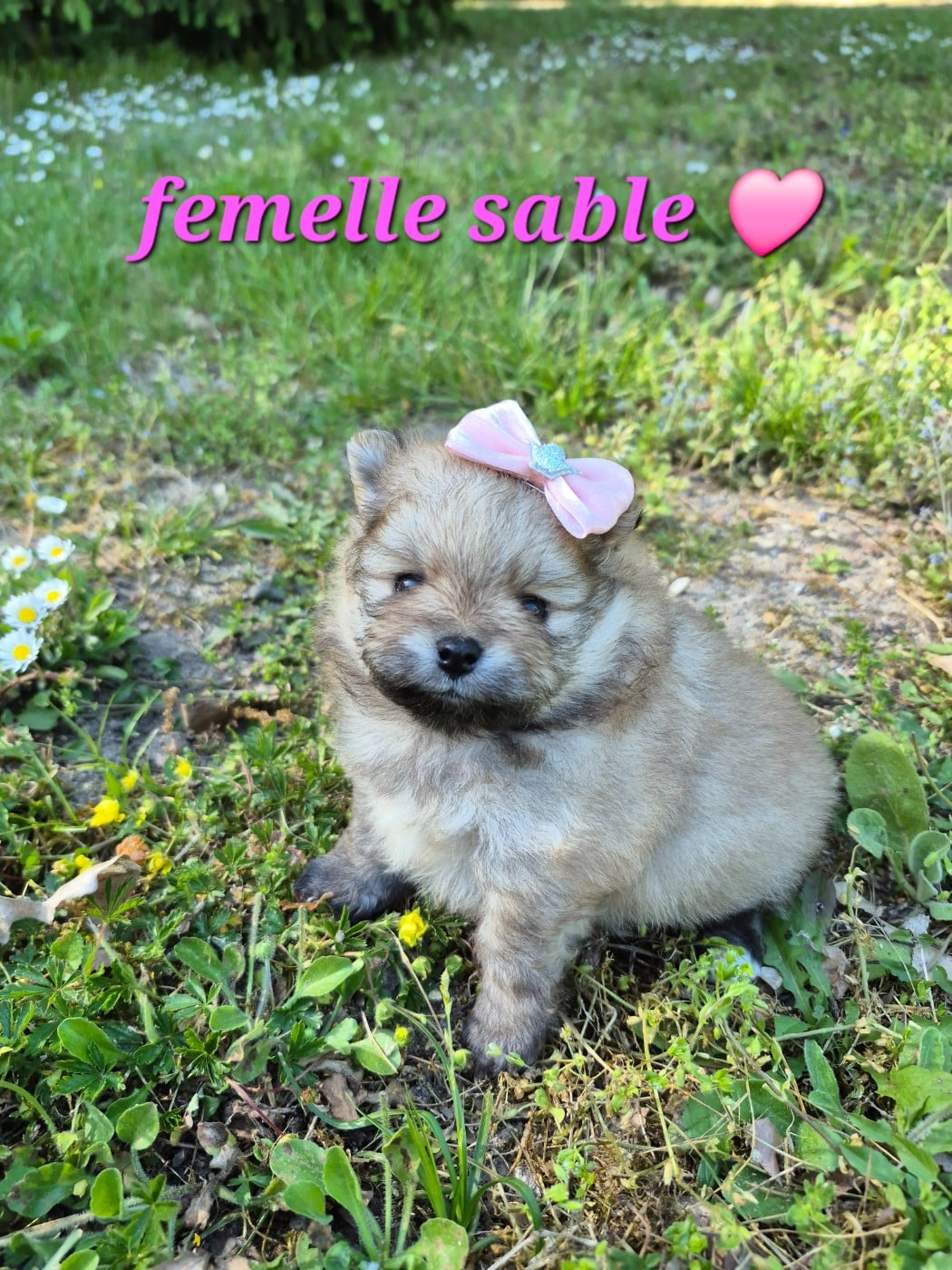 Spitz allemand - (Sans Affixe)