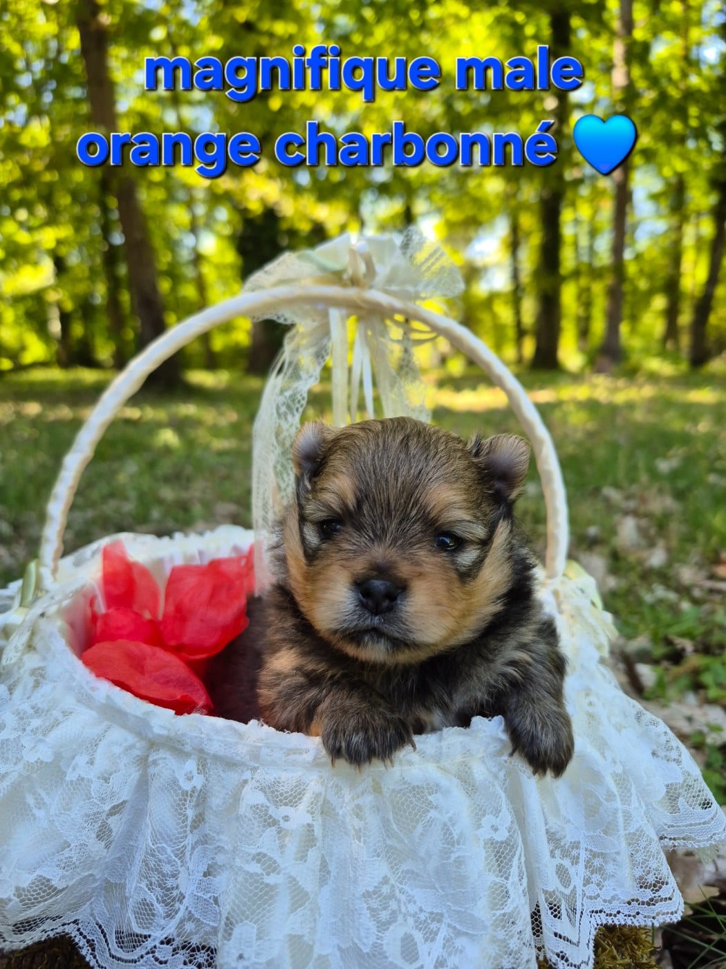 Spitz allemand - (Sans Affixe)