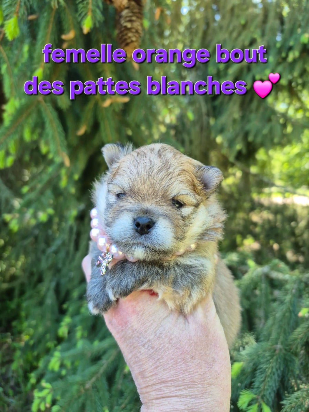 Spitz allemand - (Sans Affixe)