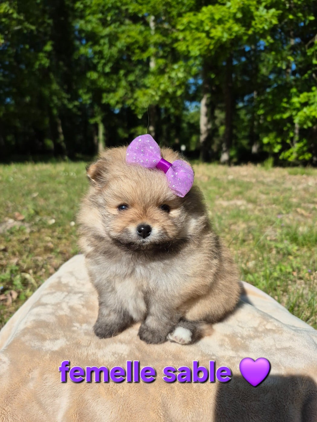 Spitz allemand - (Sans Affixe)