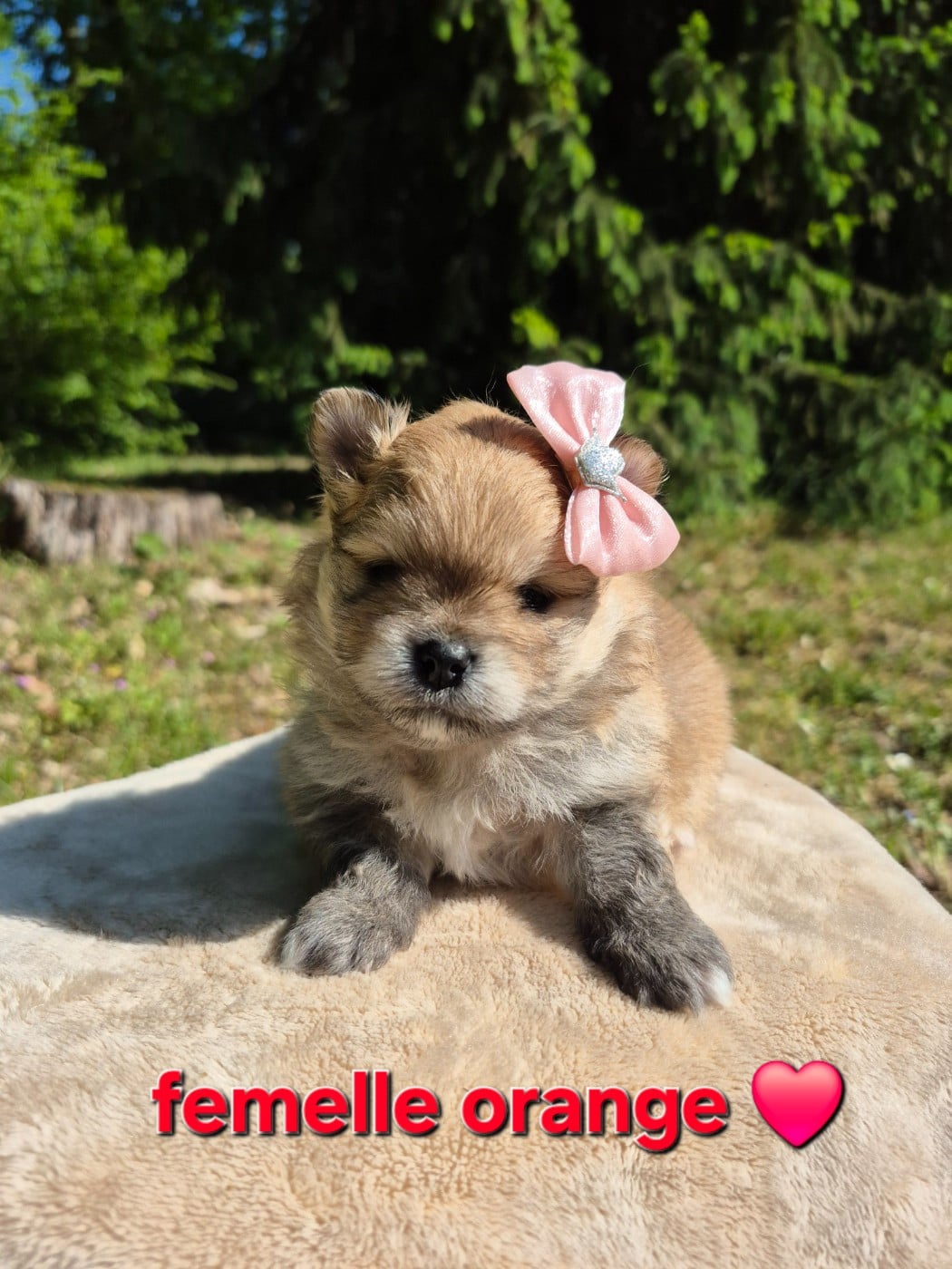 Spitz allemand - (Sans Affixe)