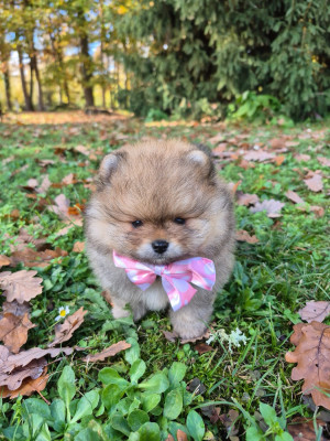 Les chiots de Spitz allemand