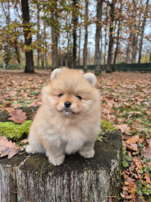 Les chiots de Spitz allemand