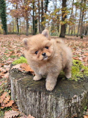 Les chiots de Spitz allemand