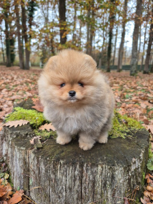 Les chiots de Spitz allemand