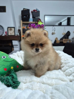 Les chiots de Spitz allemand