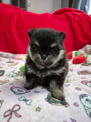 Femelle black and tan - Spitz allemand