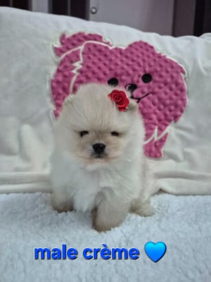 Les chiots de Spitz allemand