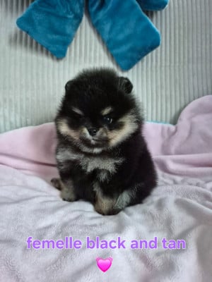 Les chiots de Spitz allemand