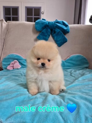 Les chiots de Spitz allemand