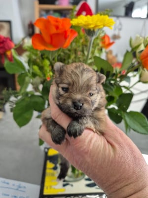 Les chiots de Spitz allemand