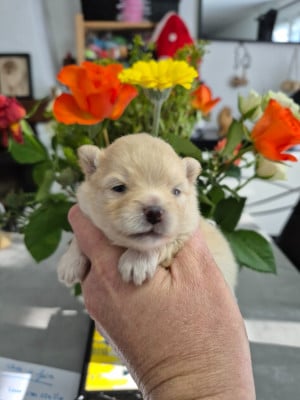 Les chiots de Spitz allemand