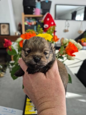 Les chiots de Spitz allemand