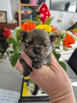 Les chiots de Spitz allemand