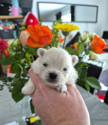 Les chiots de Spitz allemand