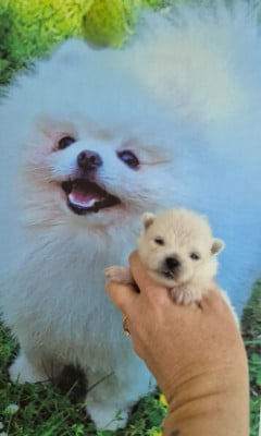 Les chiots de Spitz allemand