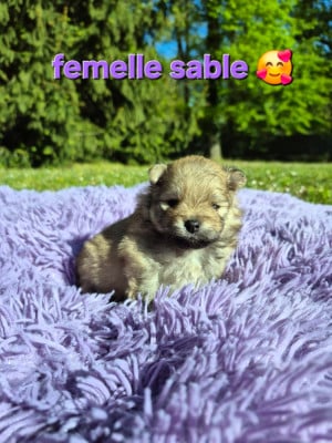 Les chiots de Spitz allemand