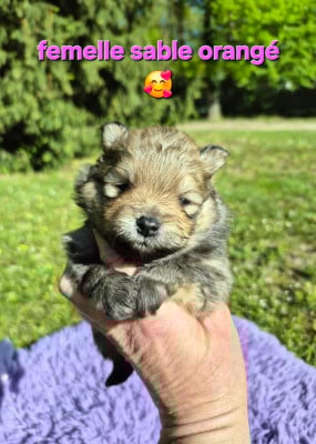 Les chiots de Spitz allemand