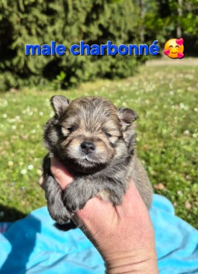 Les chiots de Spitz allemand